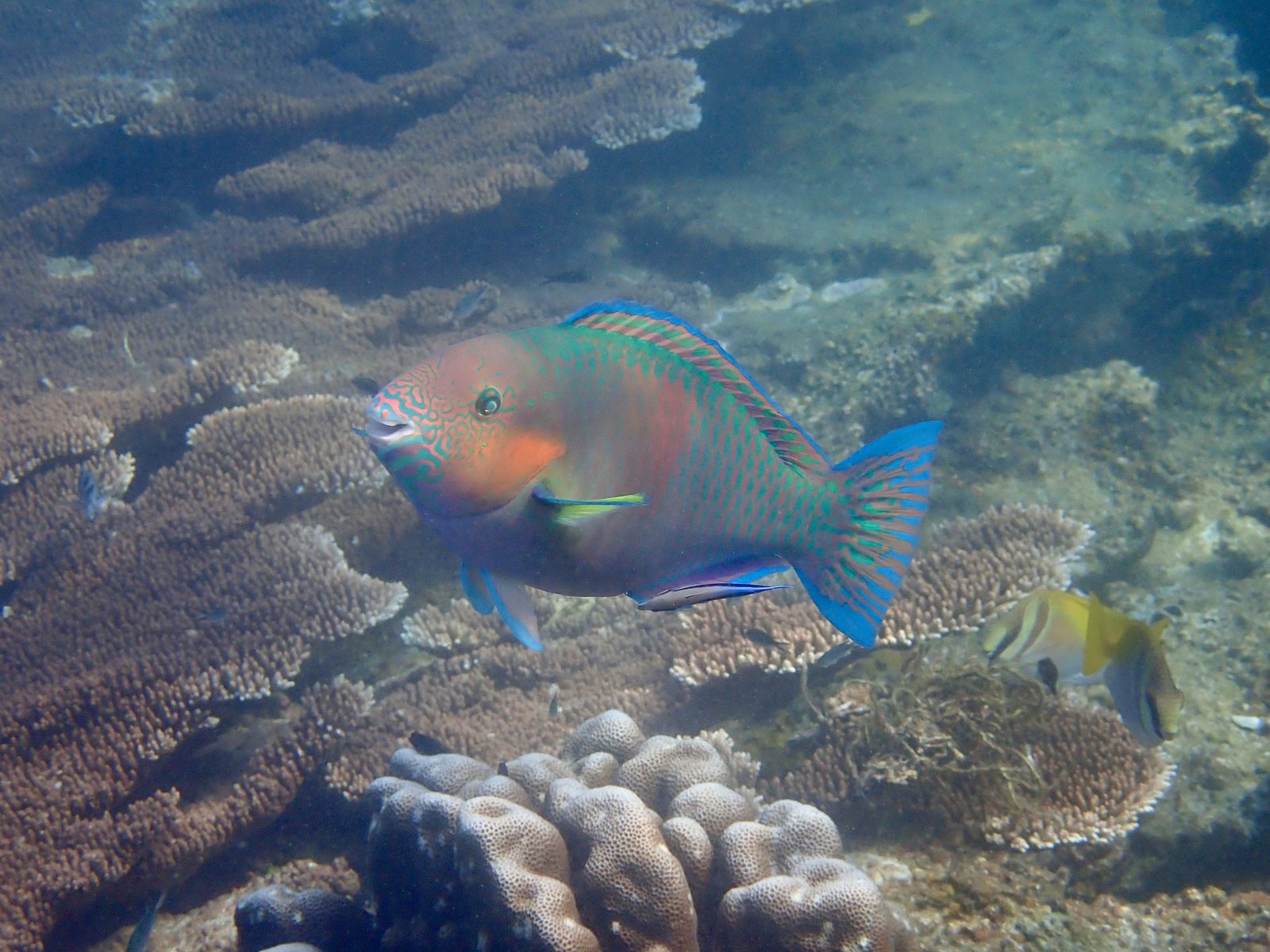 Parrotfish swimming over hard coral