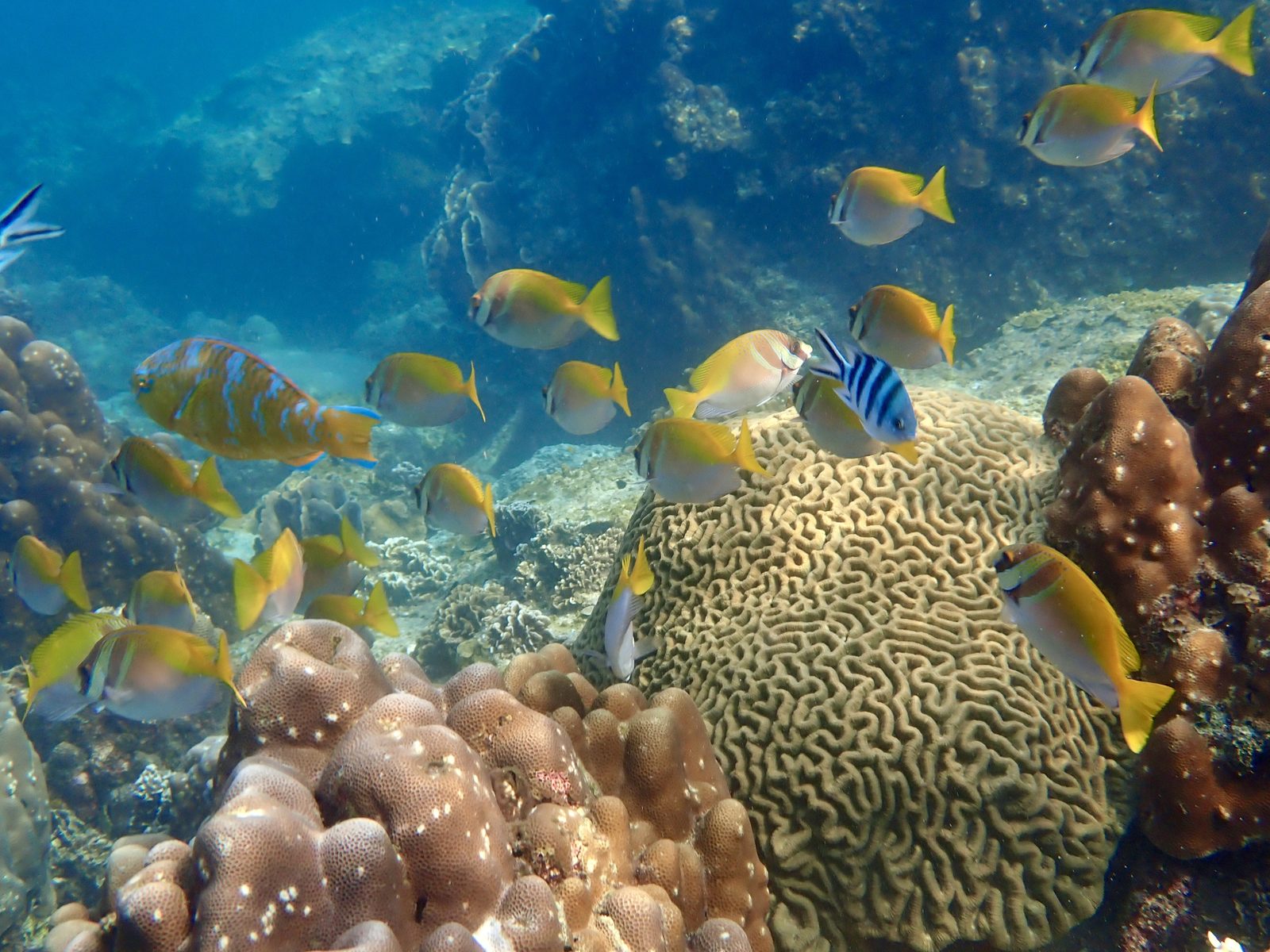 Rabbitfish shoaling over brain coral
