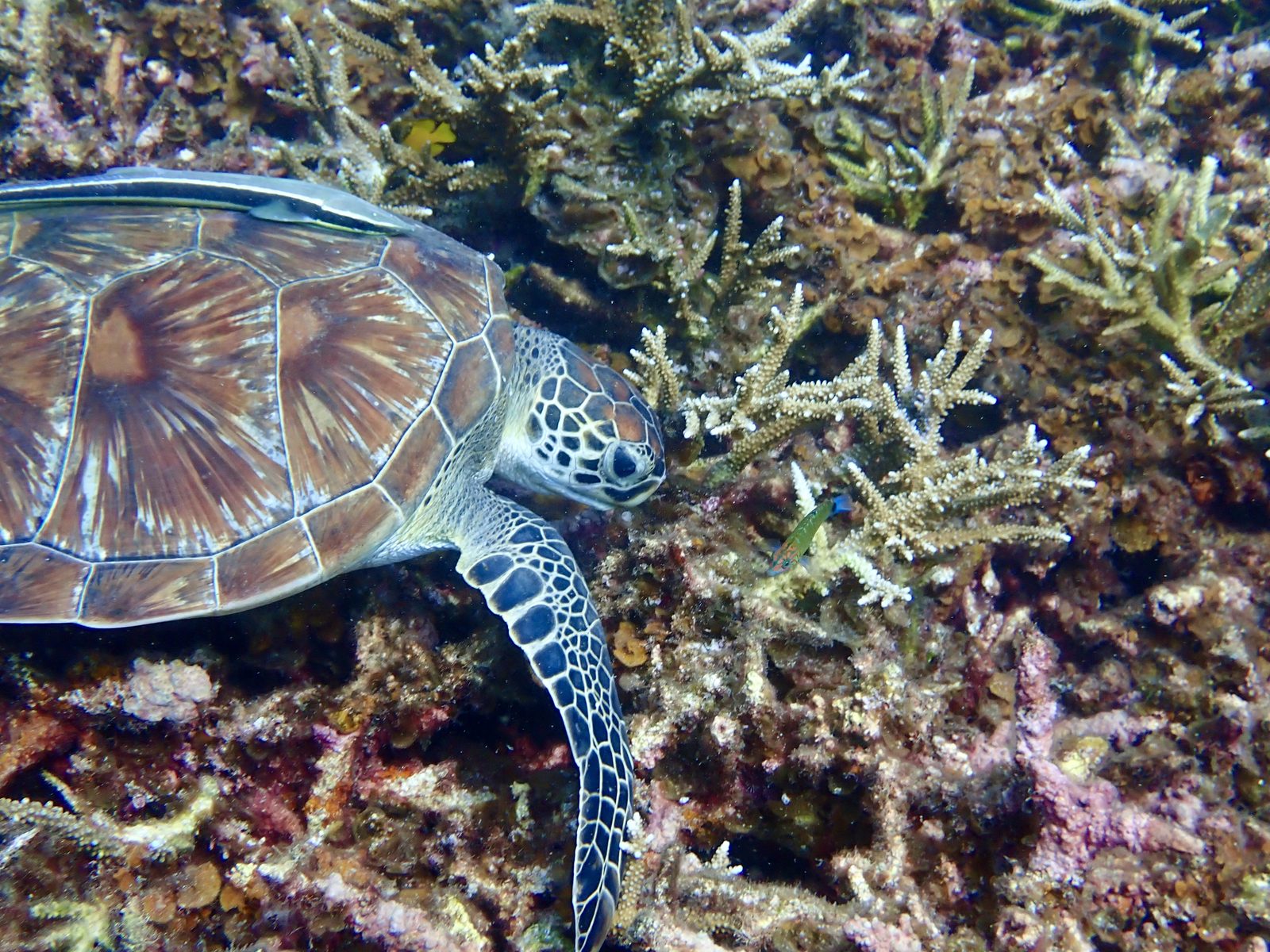 Green sea turtle resting on staghorn coral