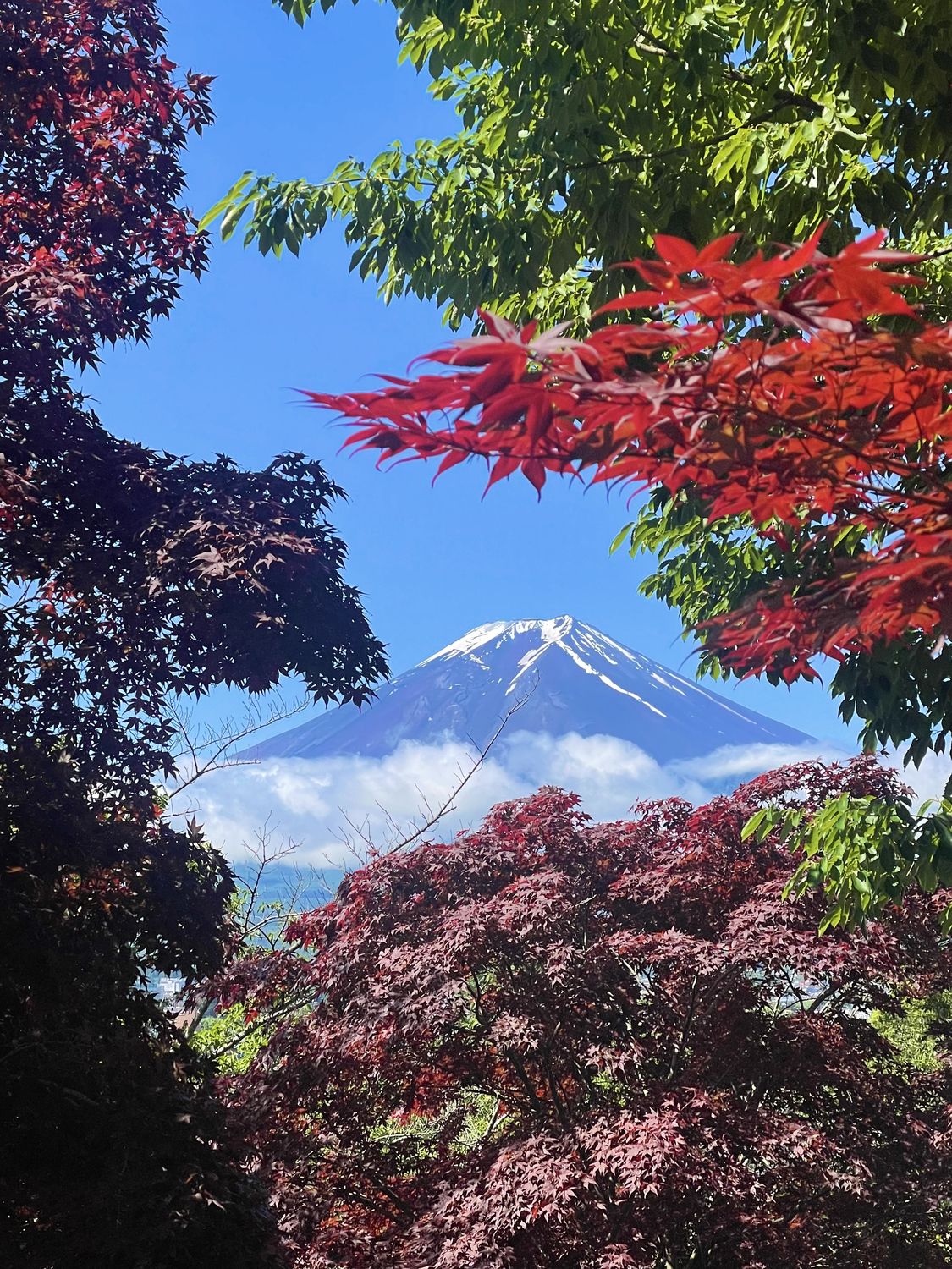 Mount Fuji framed by red and green Japanese maple