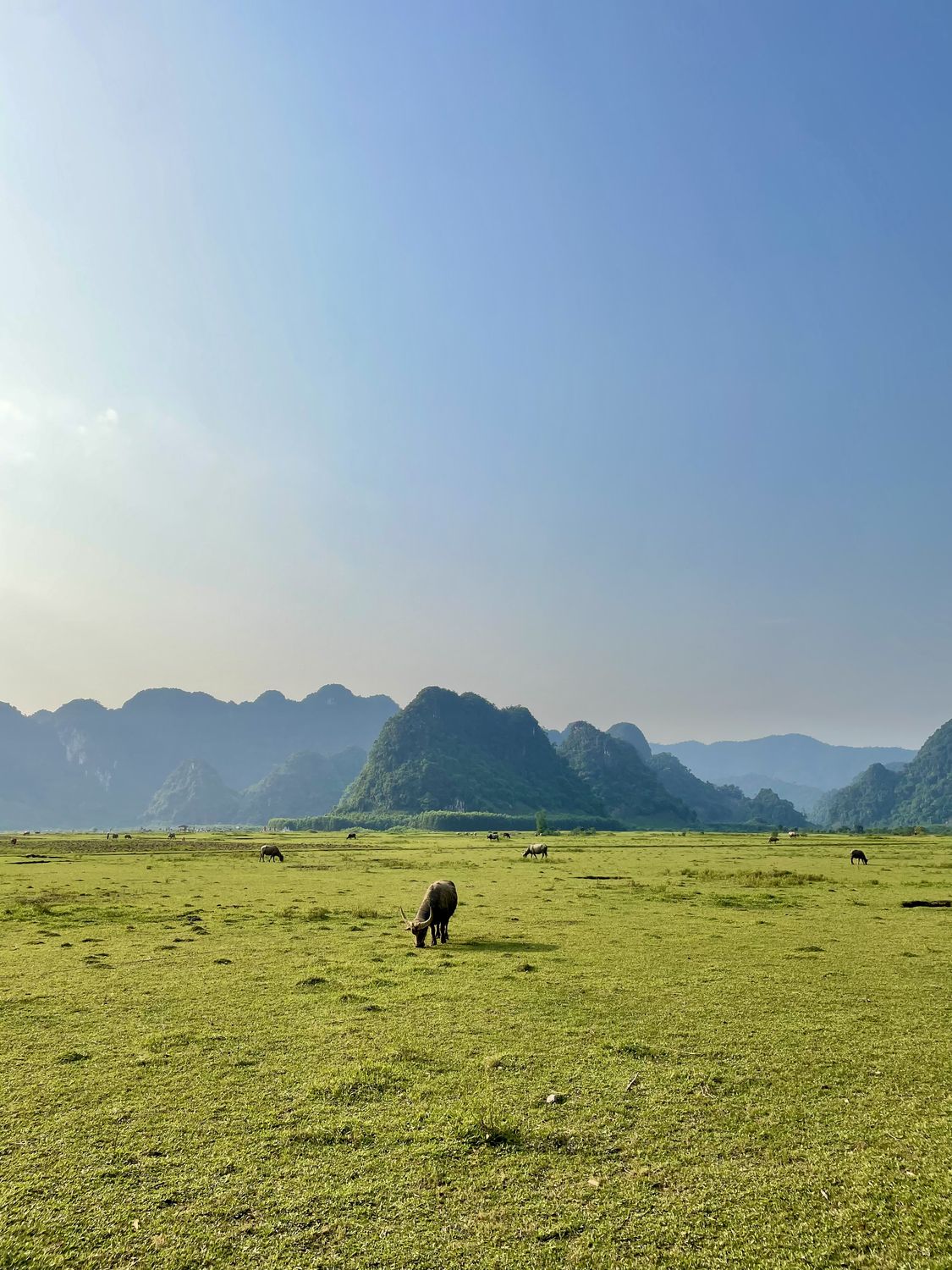Water buffalo grazing below limestone karst peaks