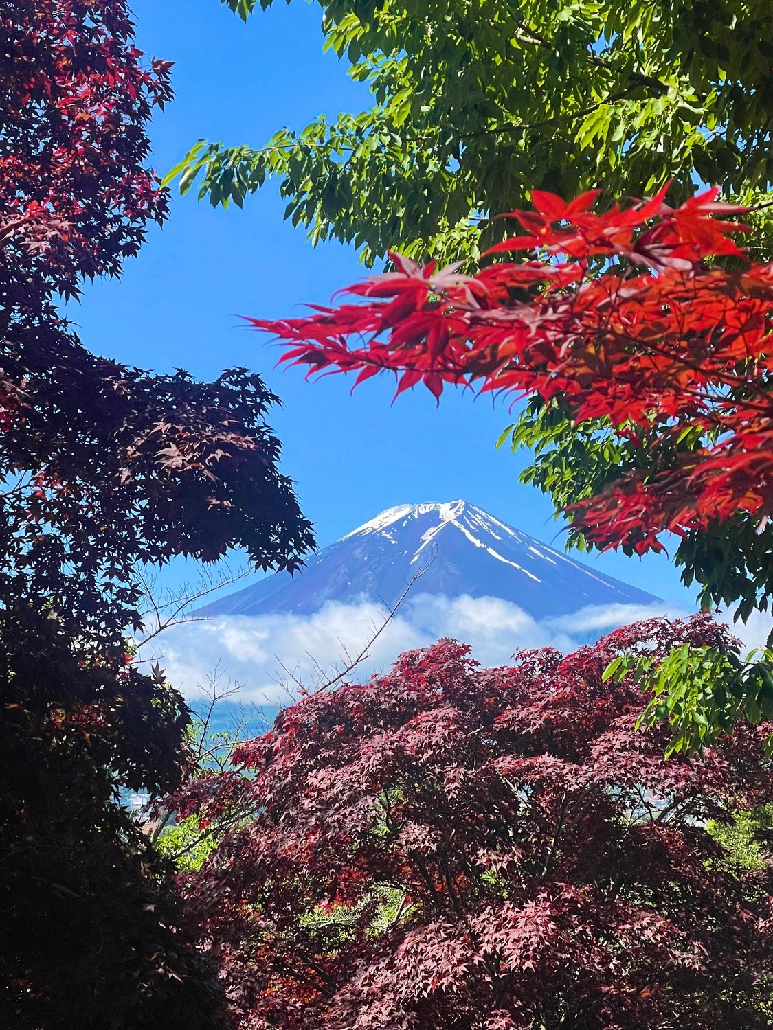 Mount Fuji framed by red and green Japanese maple