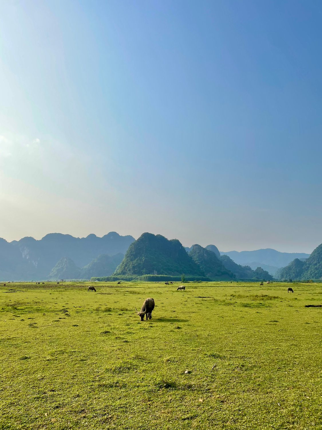 Water buffalo grazing below limestone karst peaks
